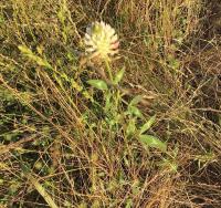 Jetel měchýřkatý (Trifolium vesiculosum)