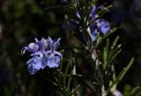 Rozmarýna lékařská (Rosmarinum officinalis)