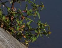 Dvouzubec trojdílný (Bidens tripartita)