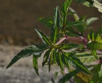 Dvouzubec trojdílný (Bidens tripartita)
