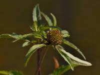 Dvouzubec trojdílný (Bidens tripartita)