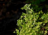 Kerblík třebule štětinoplodý (Anthriscus cerefolium var trichocarpus)