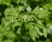 Kerblík třebule štětinoplodý (Anthriscus cerefolium var trichocarpus)