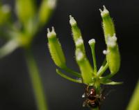 Kerblík třebule štětinoplodý (Anthriscus cerefolium var trichocarpus)