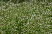 Kerblík třebule štětinoplodý (Anthriscus cerefolium var trichocarpus)