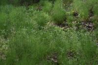 Kerblík třebule štětinoplodý (Anthriscus cerefolium var trichocarpus)