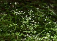 Kerblík třebule štětinoplodý (Anthriscus cerefolium var trichocarpus)