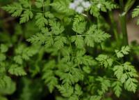 Kerblík třebule štětinoplodý (Anthriscus cerefolium var trichocarpus)