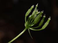 Kerblík třebule štětinoplodý (Anthriscus cerefolium var trichocarpus)