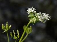 Kerblík třebule štětinoplodý (Anthriscus cerefolium var trichocarpus)