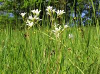 Lomikámen zrnatý (Saxifraga granulata)