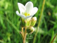 Lomikámen zrnatý (Saxifraga granulata)