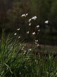Lomikámen zrnatý (Saxifraga granulata)