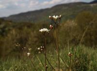 Lomikámen zrnatý (Saxifraga granulata)