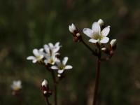 Lomikámen zrnatý (Saxifraga granulata)
