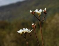 Lomikámen zrnatý (Saxifraga granulata)