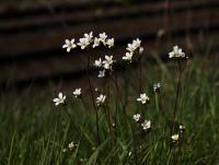 Lomikámen zrnatý (Saxifraga granulata)