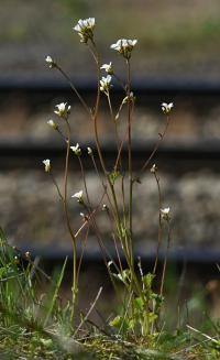 Lomikámen zrnatý (Saxifraga granulata)