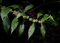 Drnavec lékařský (Parietaria officinalis)