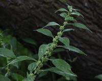 Drnavec lékařský (Parietaria officinalis)