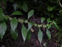 Drnavec lékařský (Parietaria officinalis)
