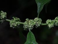 Drnavec lékařský (Parietaria officinalis)