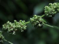 Drnavec lékařský (Parietaria officinalis)