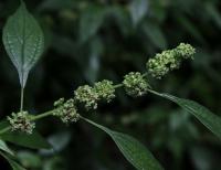 Drnavec lékařský (Parietaria officinalis)