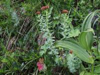 Rozchodnice růžová (Rhodiola rosea)