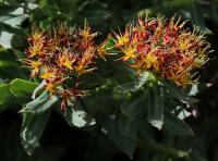 Rozchodnice růžová (Rhodiola rosea)