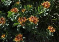 Rozchodnice růžová (Rhodiola rosea)