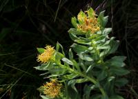 Rozchodnice růžová (Rhodiola rosea)