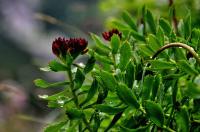Rozchodnice růžová (Rhodiola rosea)