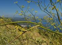 Fenykl obecný (Foeniculum vulgare) Fenykl obecný (Foeniculum vulgare)