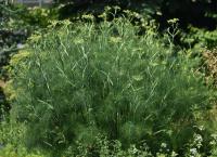 Fenykl obecný (Foeniculum vulgare) Fenykl obecný (Foeniculum vulgare)