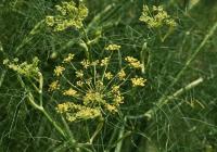 Fenykl obecný (Foeniculum vulgare) Fenykl obecný (Foeniculum vulgare)