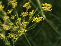 Fenykl obecný (Foeniculum vulgare) Fenykl obecný (Foeniculum vulgare)