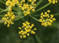 Fenykl obecný (Foeniculum vulgare) Fenykl obecný (Foeniculum vulgare)