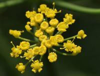 Fenykl obecný (Foeniculum vulgare) Fenykl obecný (Foeniculum vulgare)