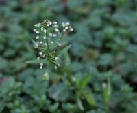 Kokoška pastuší tobolka (Capsella bursa-pastoris)