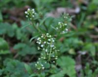Kokoška pastuší tobolka (Capsella bursa-pastoris)
