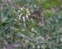 Kokoška pastuší tobolka (Capsella bursa-pastoris)