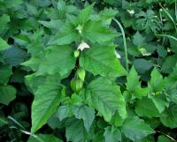 Mochyně židovská (Physalis alkekengi)