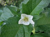 Mochyně židovská (Physalis alkekengi)