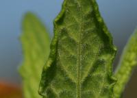 Blešník úplavičný (Pulicaria dysenterica)