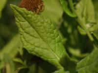 Blešník úplavičný (Pulicaria dysenterica)