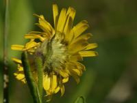 Blešník úplavičný (Pulicaria dysenterica)