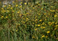Blešník úplavičný (Pulicaria dysenterica)