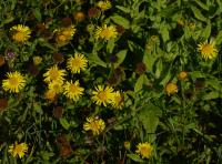 Blešník úplavičný (Pulicaria dysenterica)