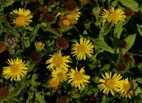 Blešník úplavičný (Pulicaria dysenterica)